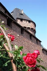 Mittelalterlicher Garten der Hohkönigsburg - © château du Haut-Koenigsbourg