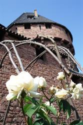 Mittelalterlicher Garten der Hohkönigsburg - © château du Haut-Koenigsbourg