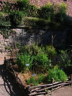 Mittelalterlicher Garten der Hohkönigsburg - © château du Haut-Koenigsbourg