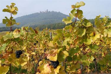 Le Haut-Koenigsbourg vu depuis le Sud
 - © Eric Lorenzini