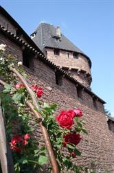 Jardin médiéval du château du Haut-Koenigsbourg - © château du Haut-Koenigsbourg