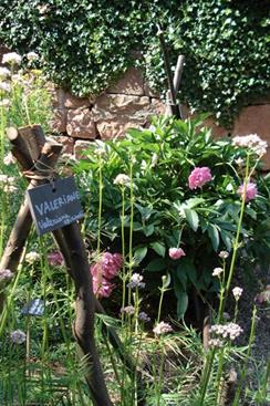 Jardin médiéval du château du Haut-Koenigsbourg - © château du Haut-Koenigsbourg