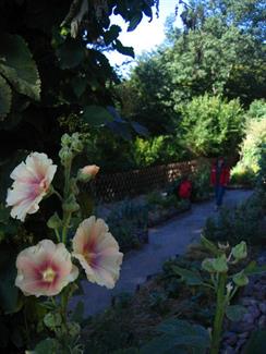 Le jardin médiéval du Haut-Koenigsbourg - © château du Haut-Koenigsbourg