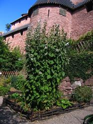 Jardin médiéval du château du Haut-Koenigsbourg - © château du Haut-Koenigsbourg