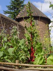 Mittelalterlicher Garten der Hohkönigsburg
 - © château du Haut-Koenigsbourg