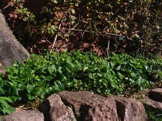 Medieval garden at Haut-Koenigsbourg castle - © château du Haut-Koenigsbourg