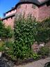 Medieval garden at Haut-Koenigsbourg castle - © château du Haut-Koenigsbourg